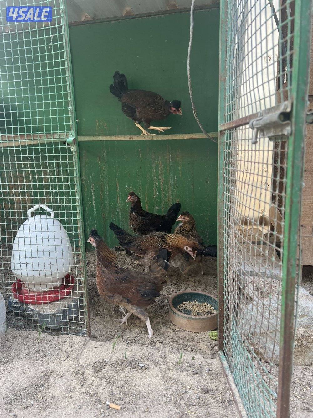 للبيع دجاج عربي قديم2