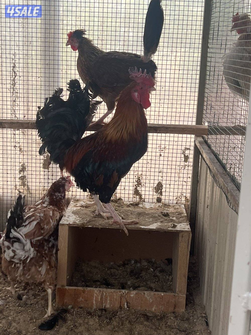 للبيع دجاج عربي قديم3