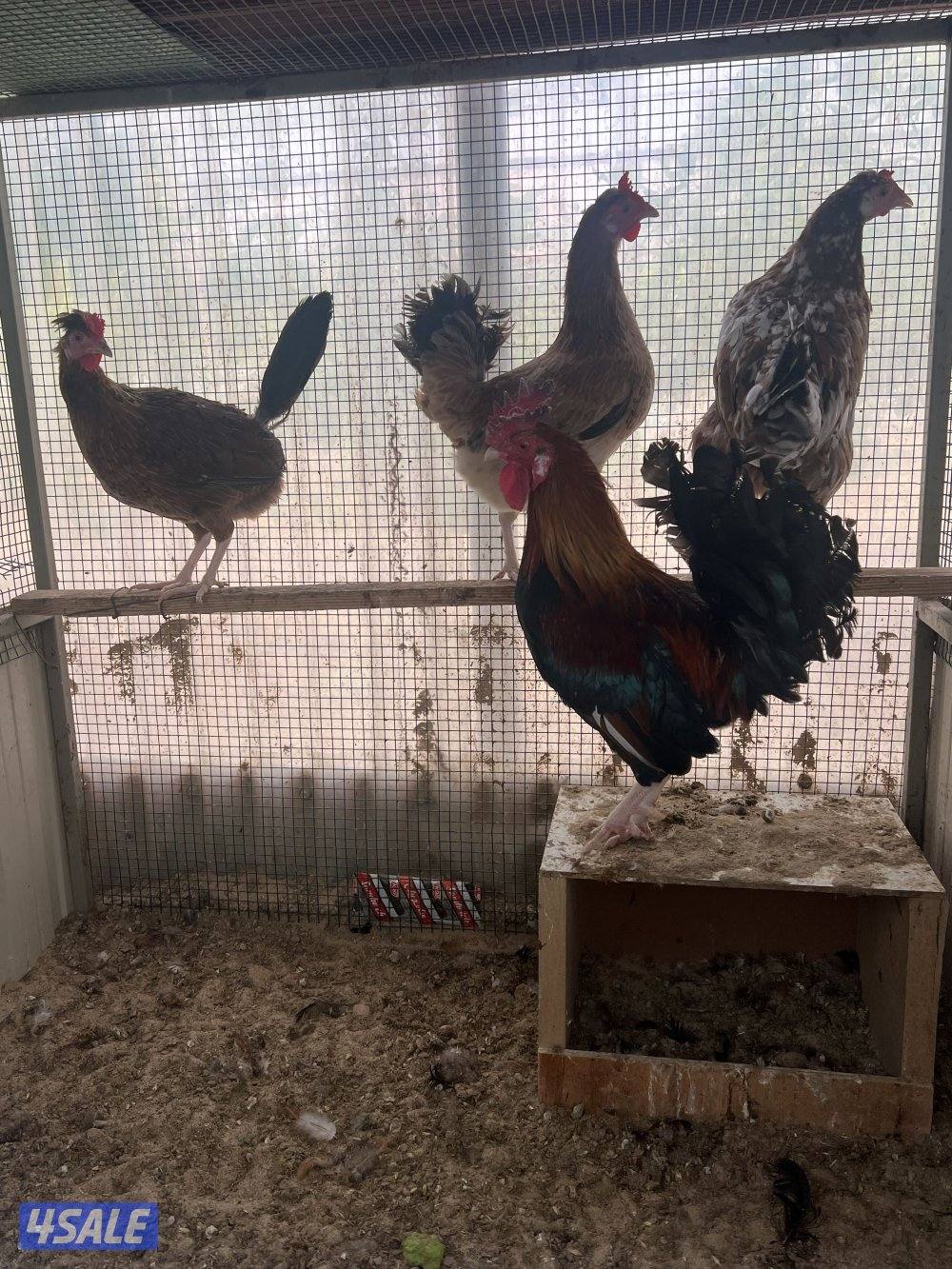 للبيع دجاج عربي قديم4