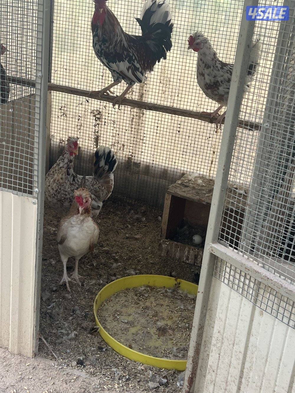 للبيع دجاج عربي قديم6