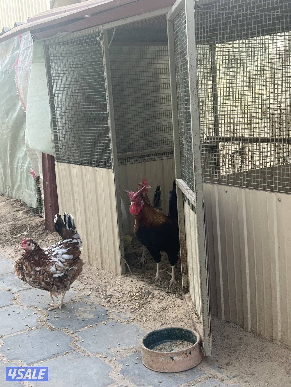 للبيع دجاج عربي قديم7