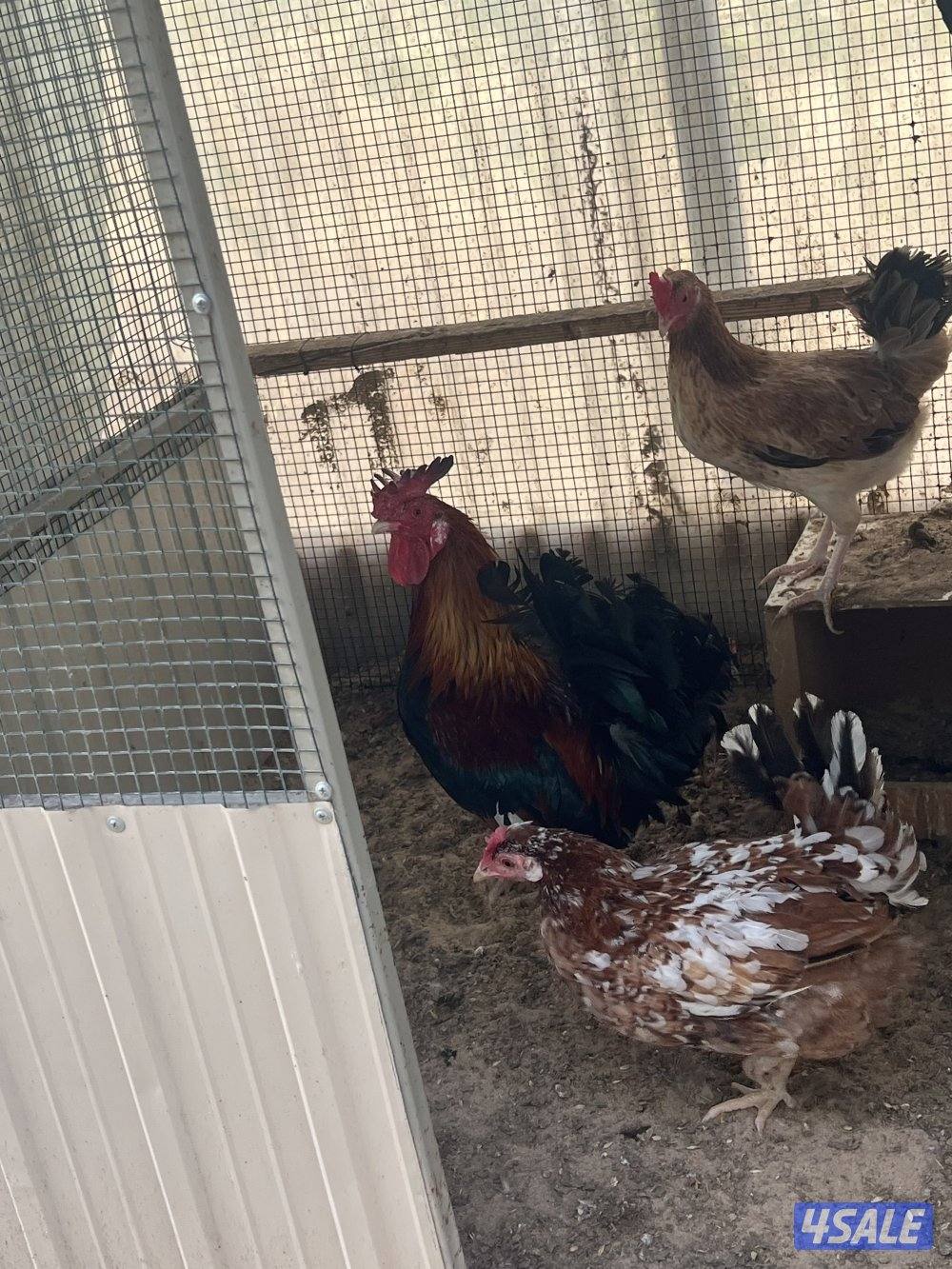 للبيع دجاج عربي قديم8