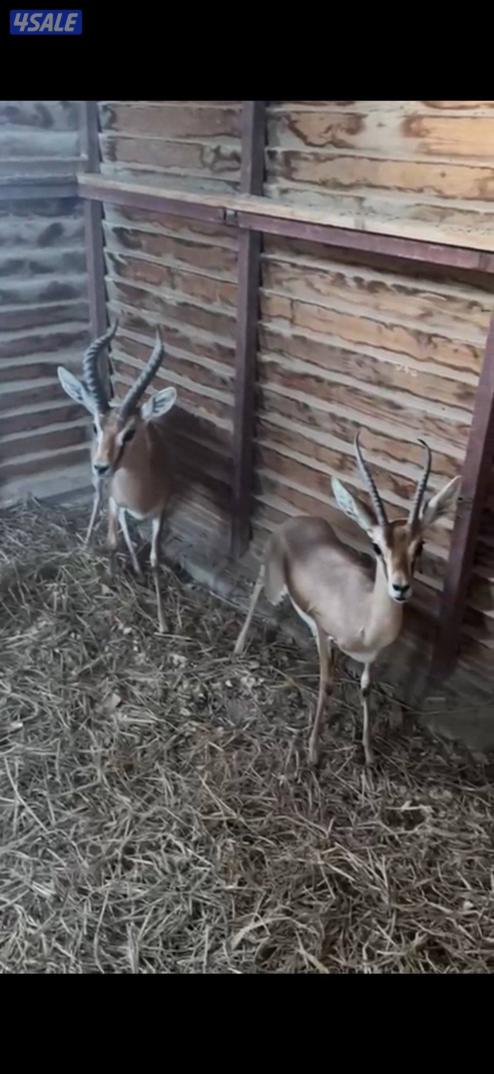 يوز غزلان دروكسي0