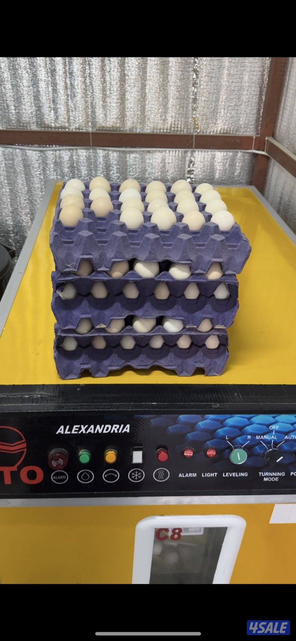 للبيع بيض دجاج عراقي وفروخ دجاج0