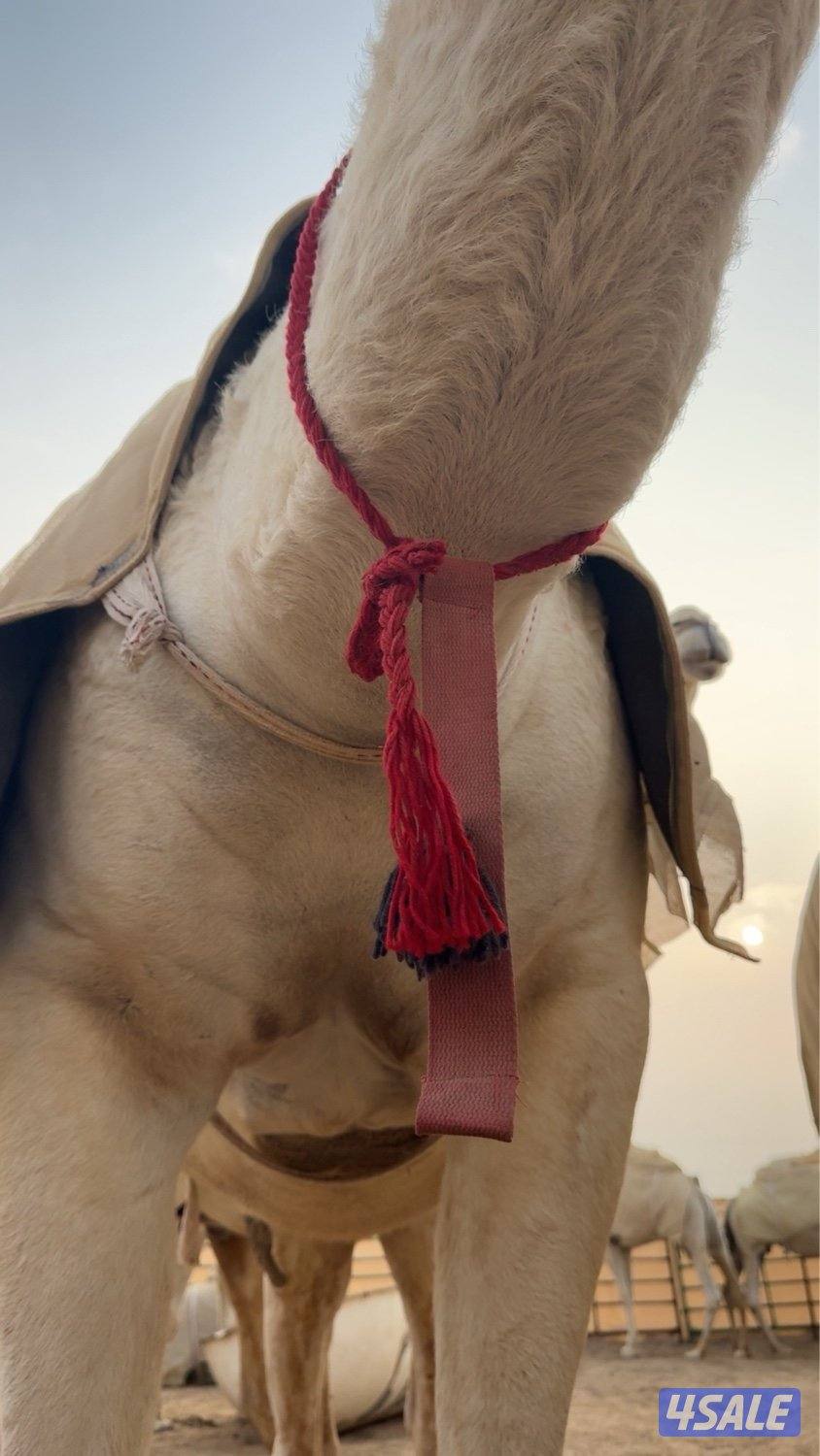 ابل وضح عزبه كامله0