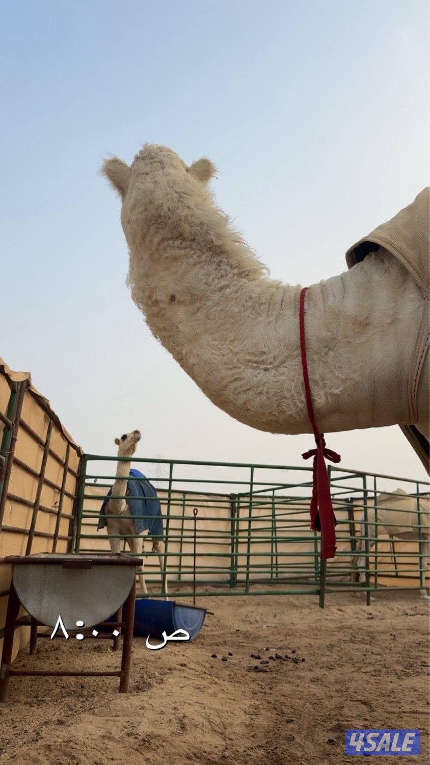 ابل وضح عزبه كامله1