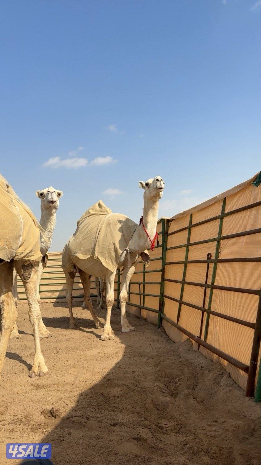 ابل وضح عزبه كامله2