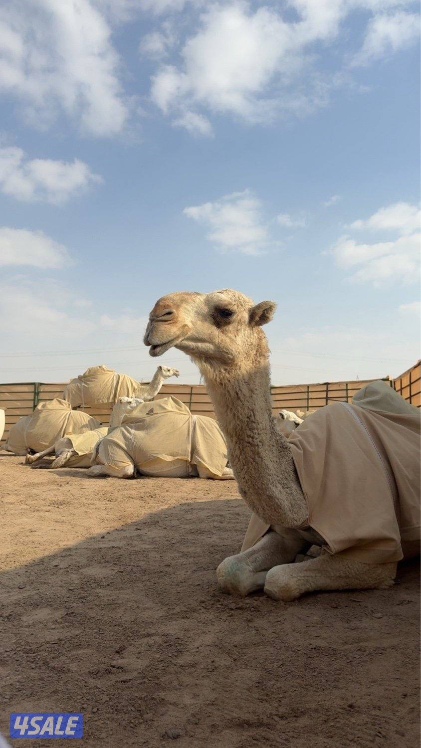 ابل وضح عزبه كامله3