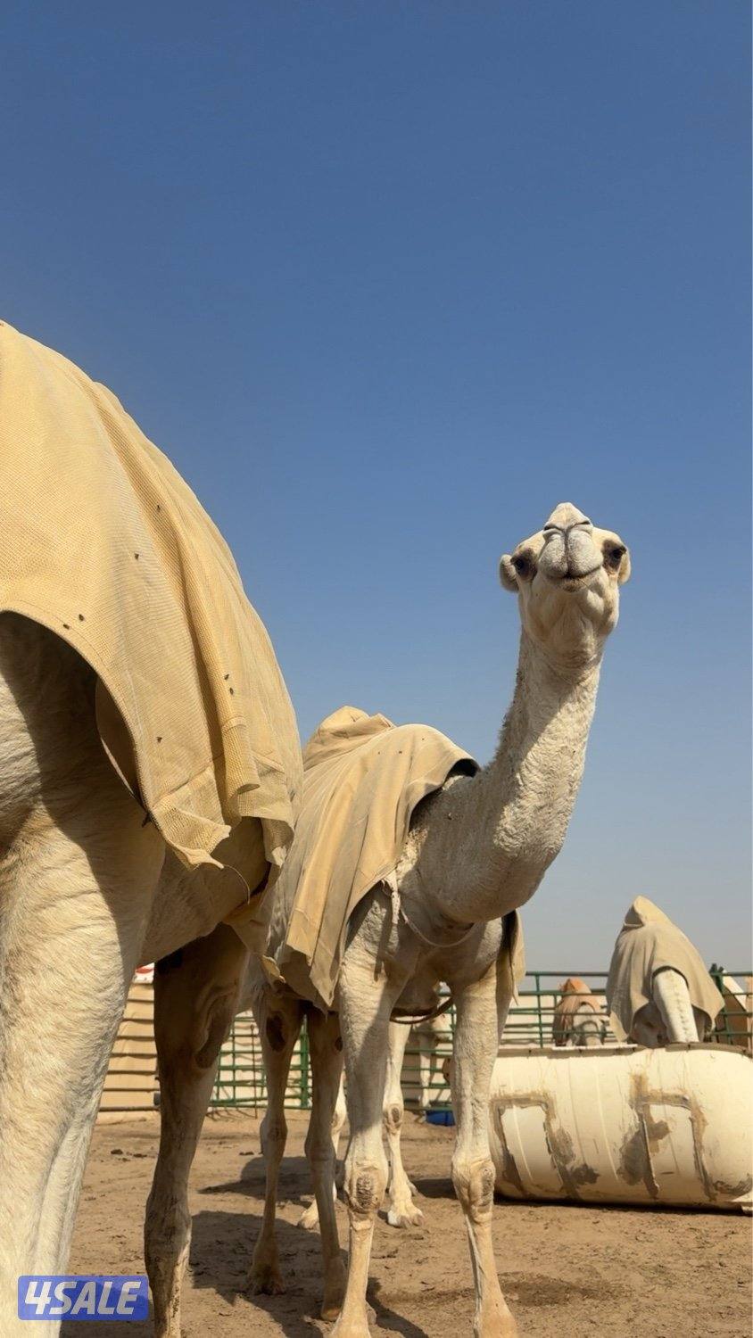 ابل وضح عزبه كامله4