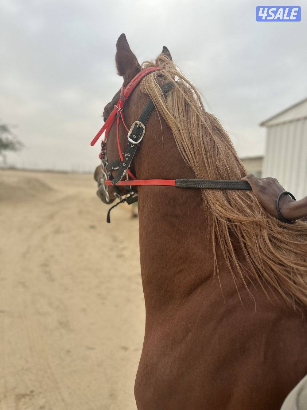 ‏للبيع حصان مصري بيور خياله0