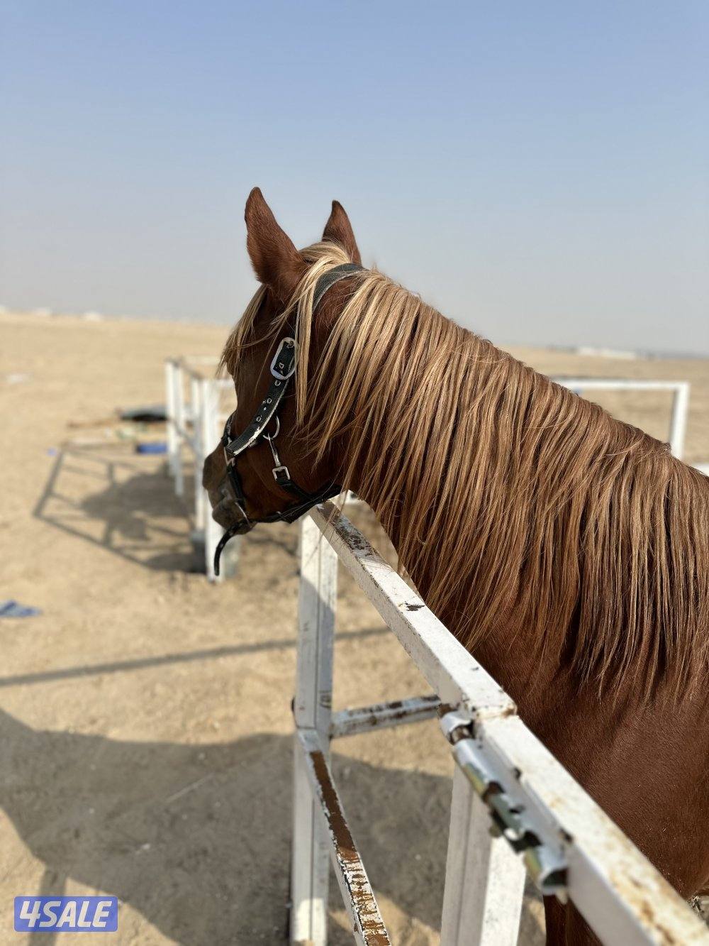 ‏للبيع حصان مصري بيور خياله1