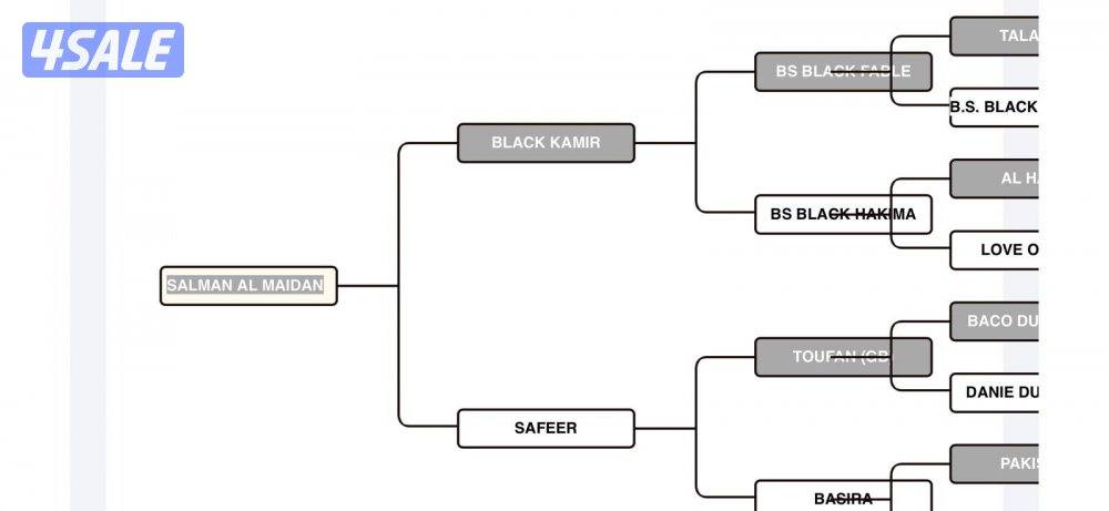 ‏للبيع حصان مصري بيور خياله3