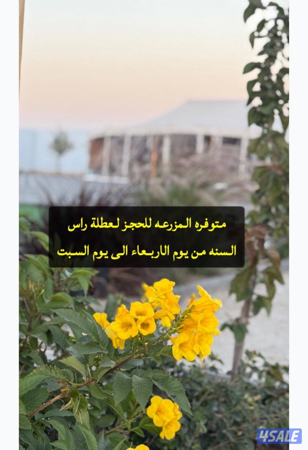 مزرعه للايجار مساحتها ١٢ الف على طريق٥٠٠2