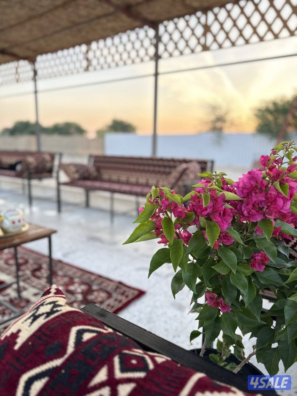 مزرعه للايجار مساحتها ١٢ الف على طريق٥٠٠5