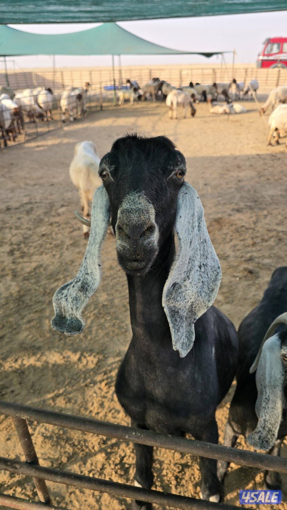 مطلوب مربي ماعز0