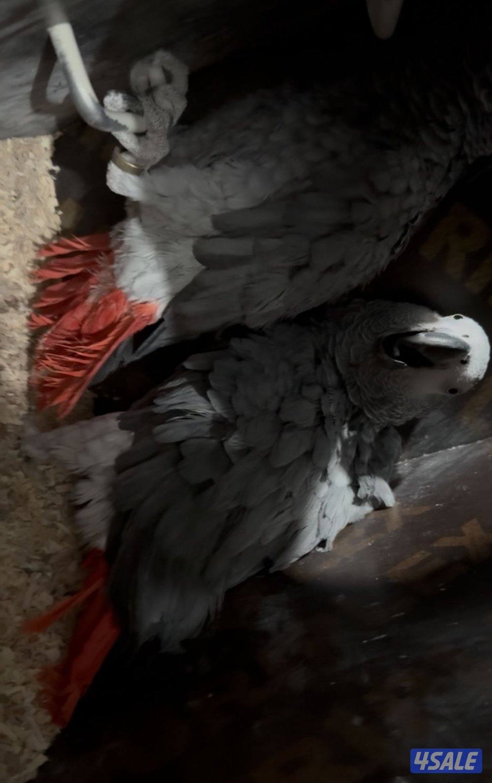 للبيع زوج كاسكو0