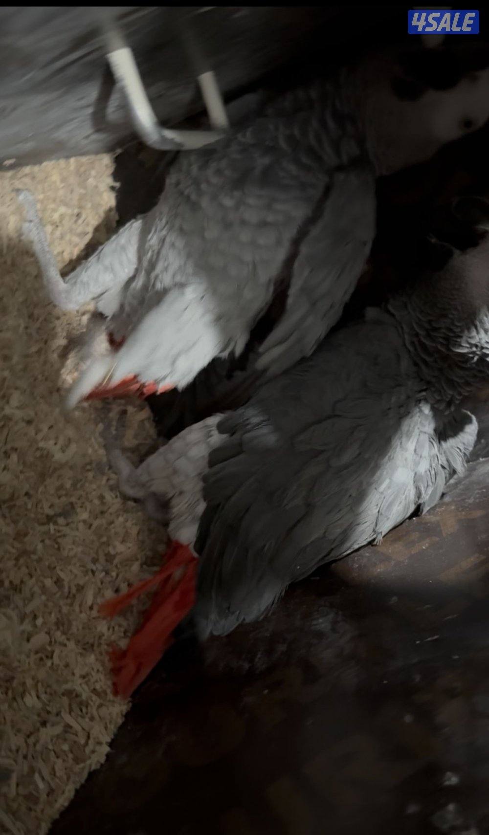 للبيع زوج كاسكو1