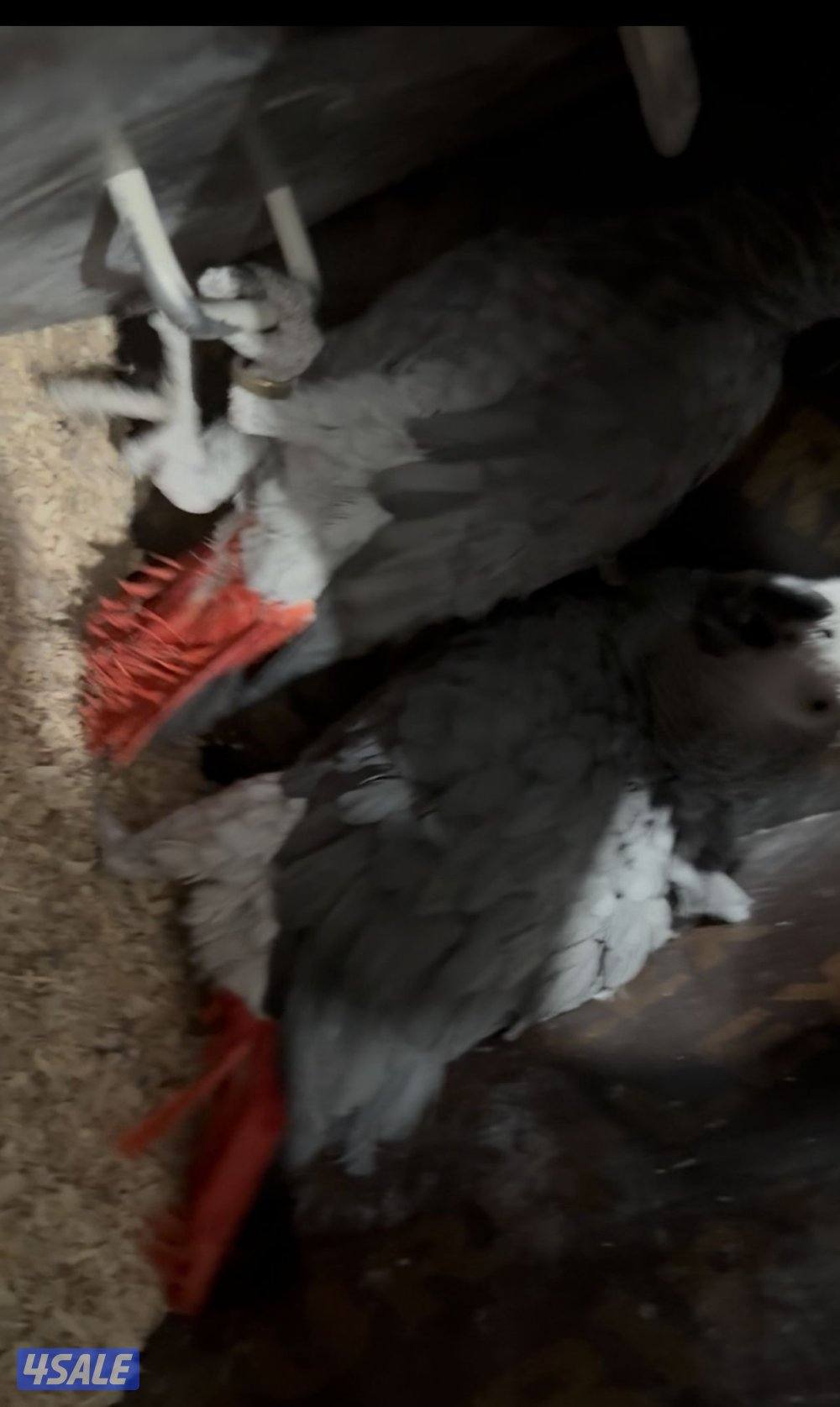 للبيع زوج كاسكو2