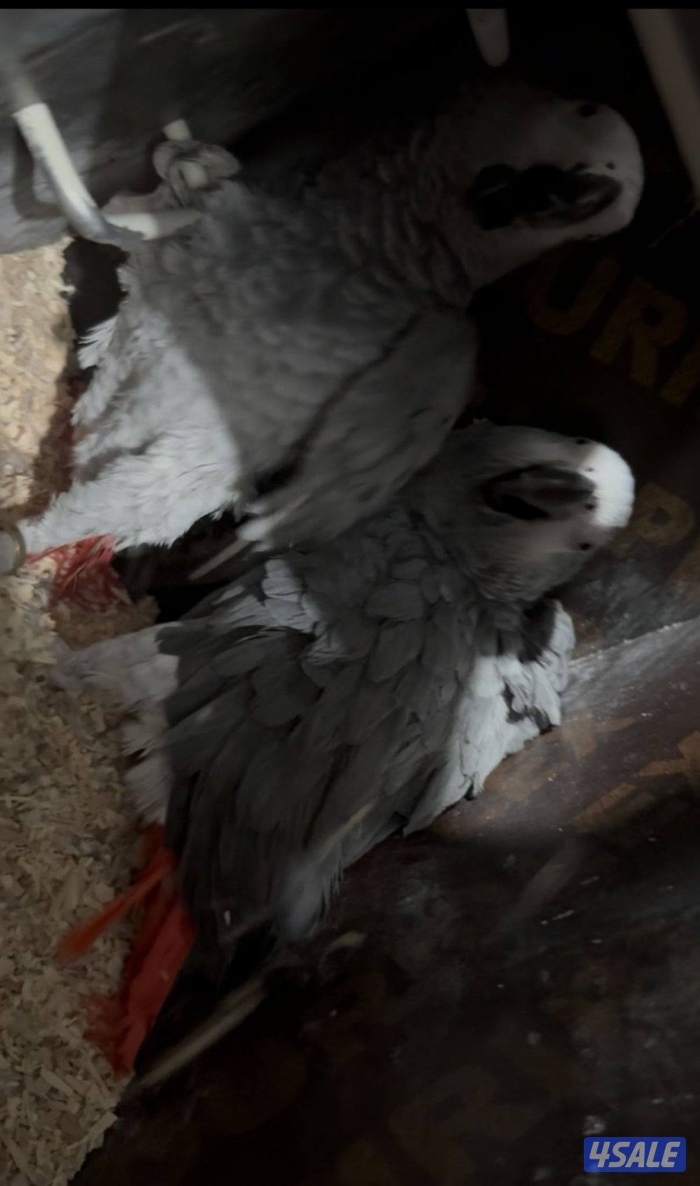 للبيع زوج كاسكو3