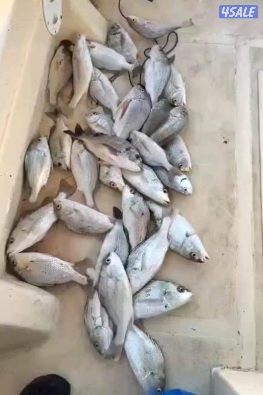 ‏‎نوخذه كويتي حداق جسر جابر والجون وتعليم الحداق والجق ولفاح3