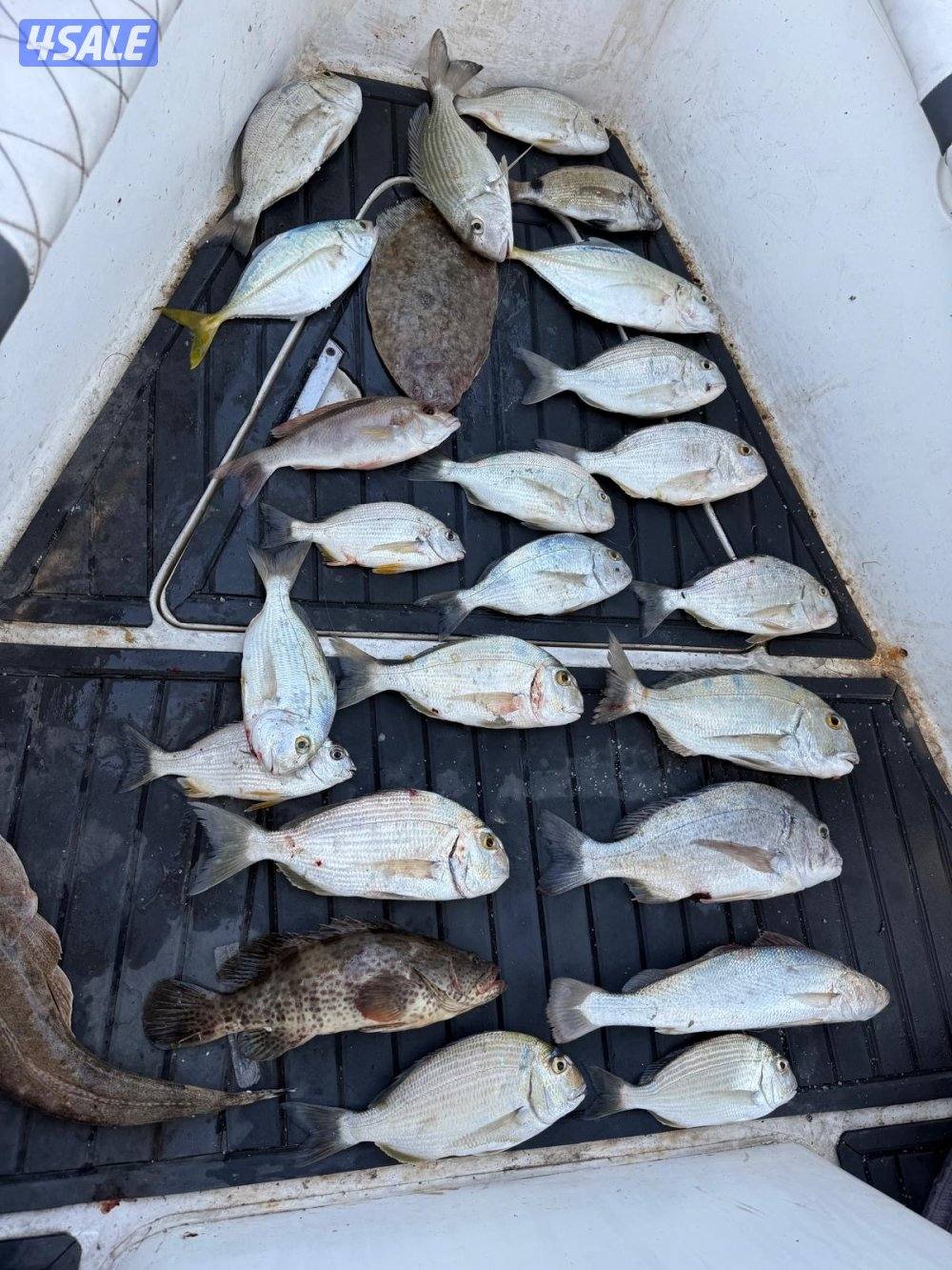 ‏‎نوخذه كويتي حداق جسر جابر والجون وتعليم الحداق والجق ولفاح6