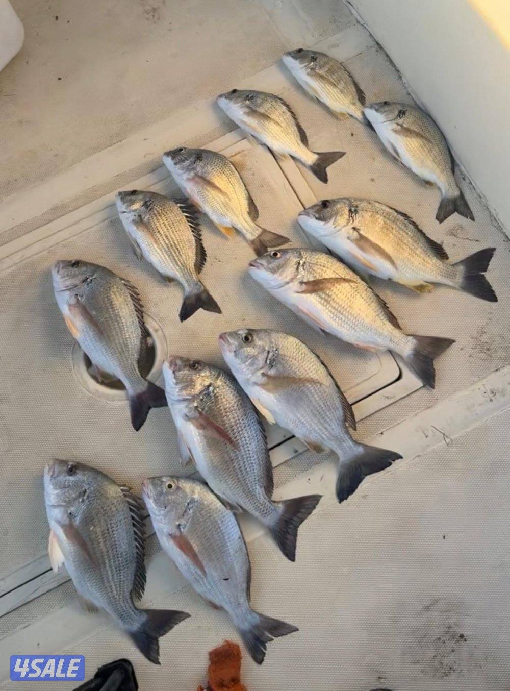 ‏‎نوخذه كويتي حداق جسر جابر والجون وتعليم الحداق والجق ولفاح8