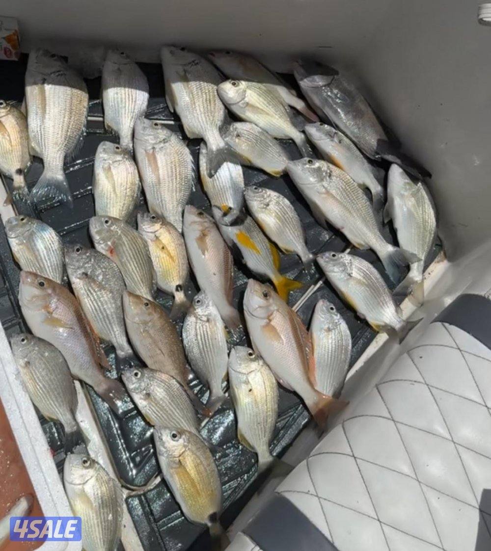 ‏‎نوخذه كويتي حداق جسر جابر والجون وتعليم الحداق والجق ولفاح10