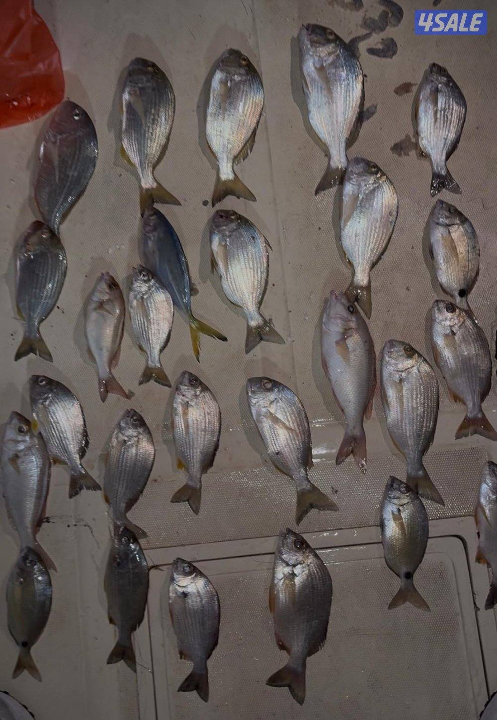 ‏‎نوخذه كويتي حداق جسر جابر والجون وتعليم الحداق والجق ولفاح4