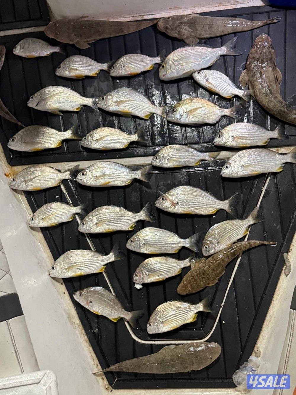 ‏‎نوخذه كويتي حداق جسر جابر والجون وتعليم الحداق والجق ولفاح5