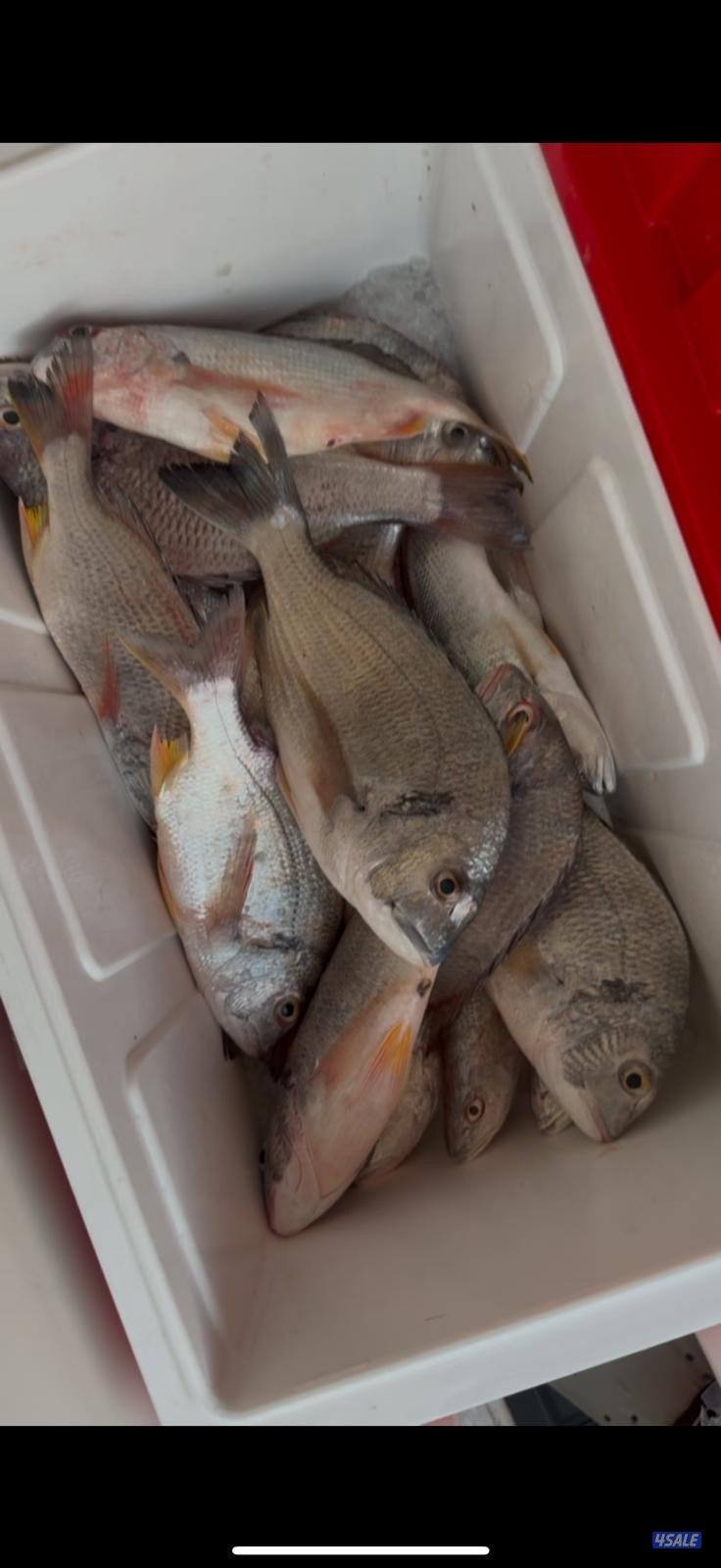 ‏‎نوخذه كويتي حداق جسر جابر والجون وتعليم الحداق والجق ولفاح13