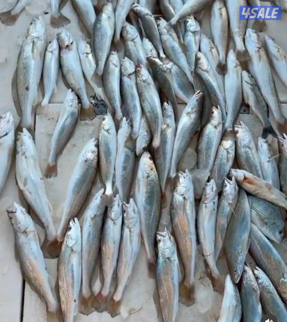 ‏‎نوخذه كويتي حداق جسر جابر والجون وتعليم الحداق والجق ولفاح14