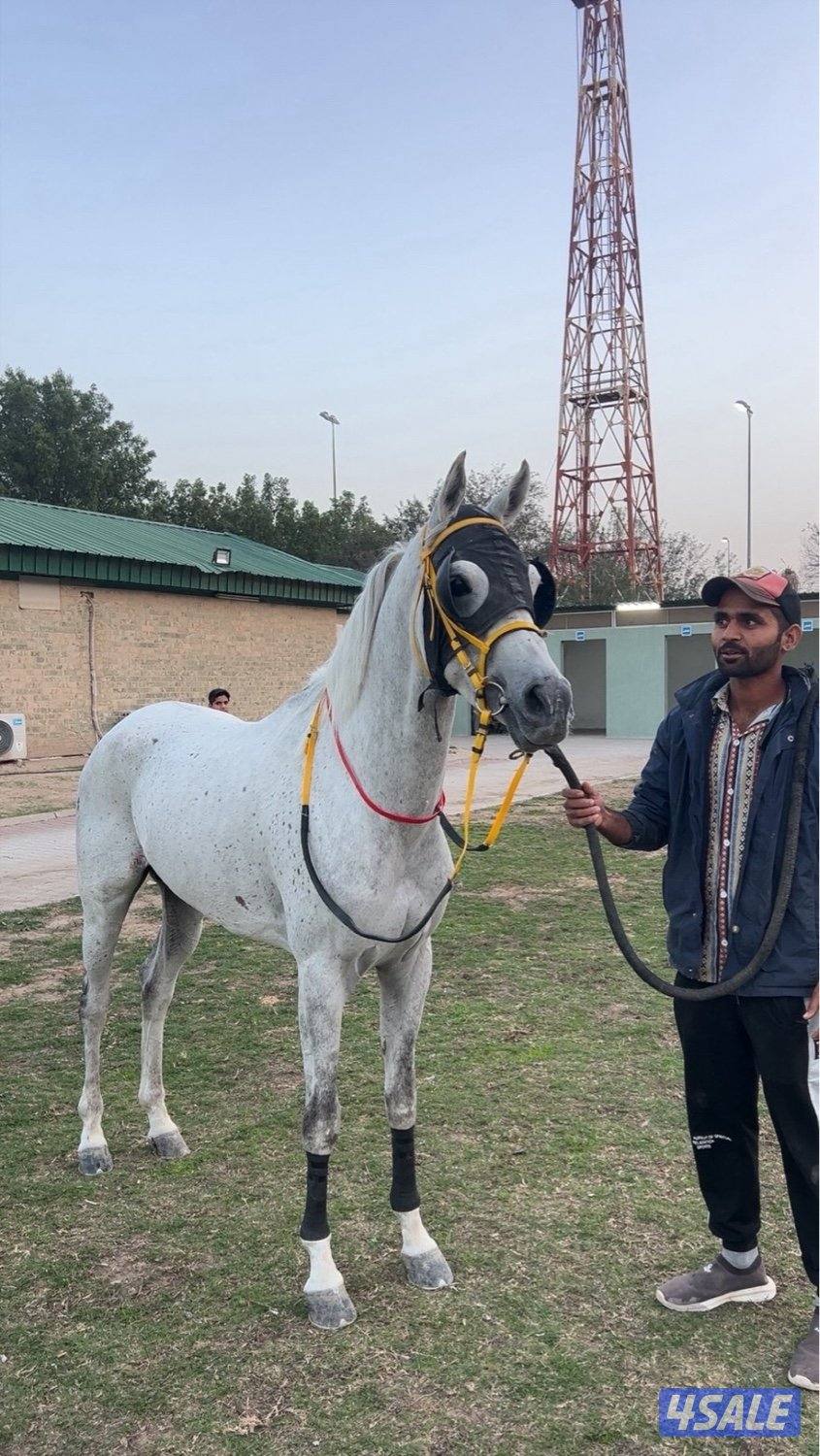 للبيع احصان مواليد ٢١ مصري آخو لزاز الأميريه من الأم شرط السلم وتحويل0
