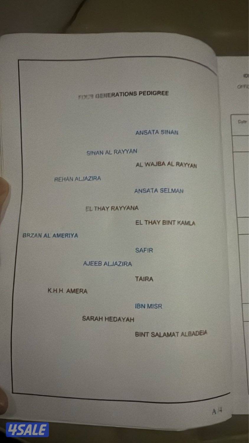 للبيع احصان مواليد ٢١ مصري آخو لزاز الأميريه من الأم شرط السلم وتحويل1