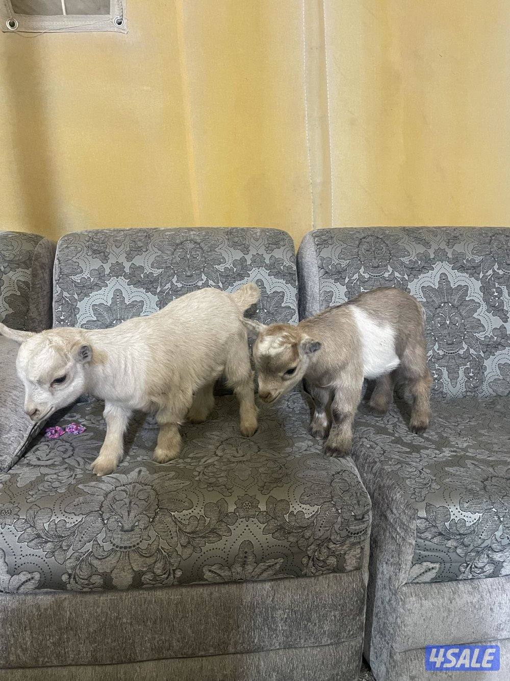 تيس جيكي العمر اسبوعين1