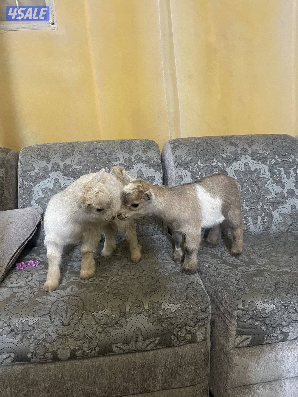 تيس جيكي العمر اسبوعين2