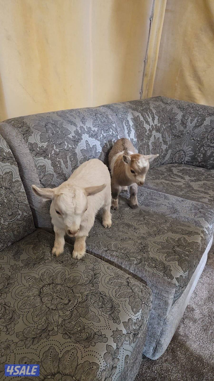 تيس جيكي العمر اسبوعين3