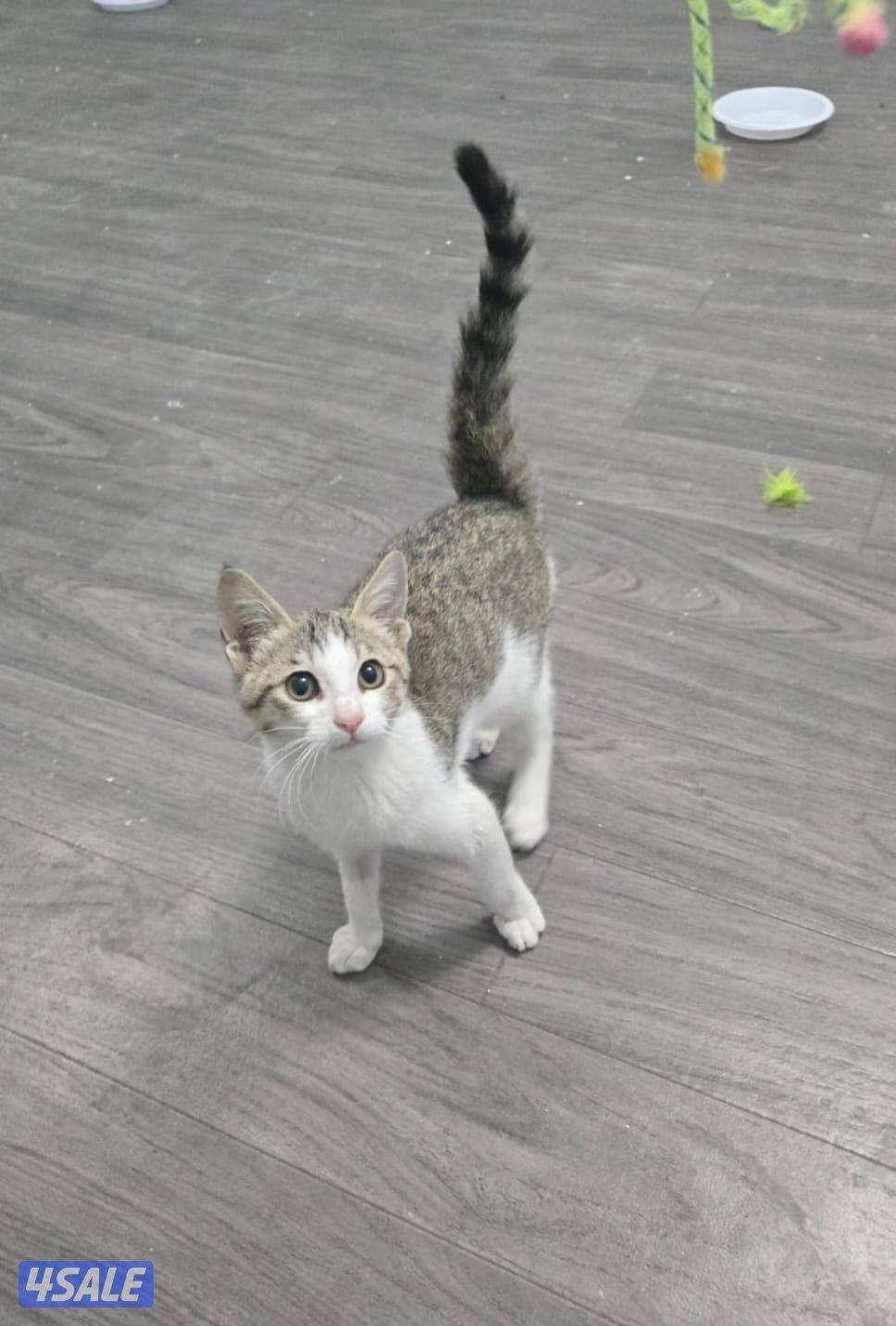 قط إنقاذ صغير ولعوب مع دفتر تطعيمات بدون مقابل1