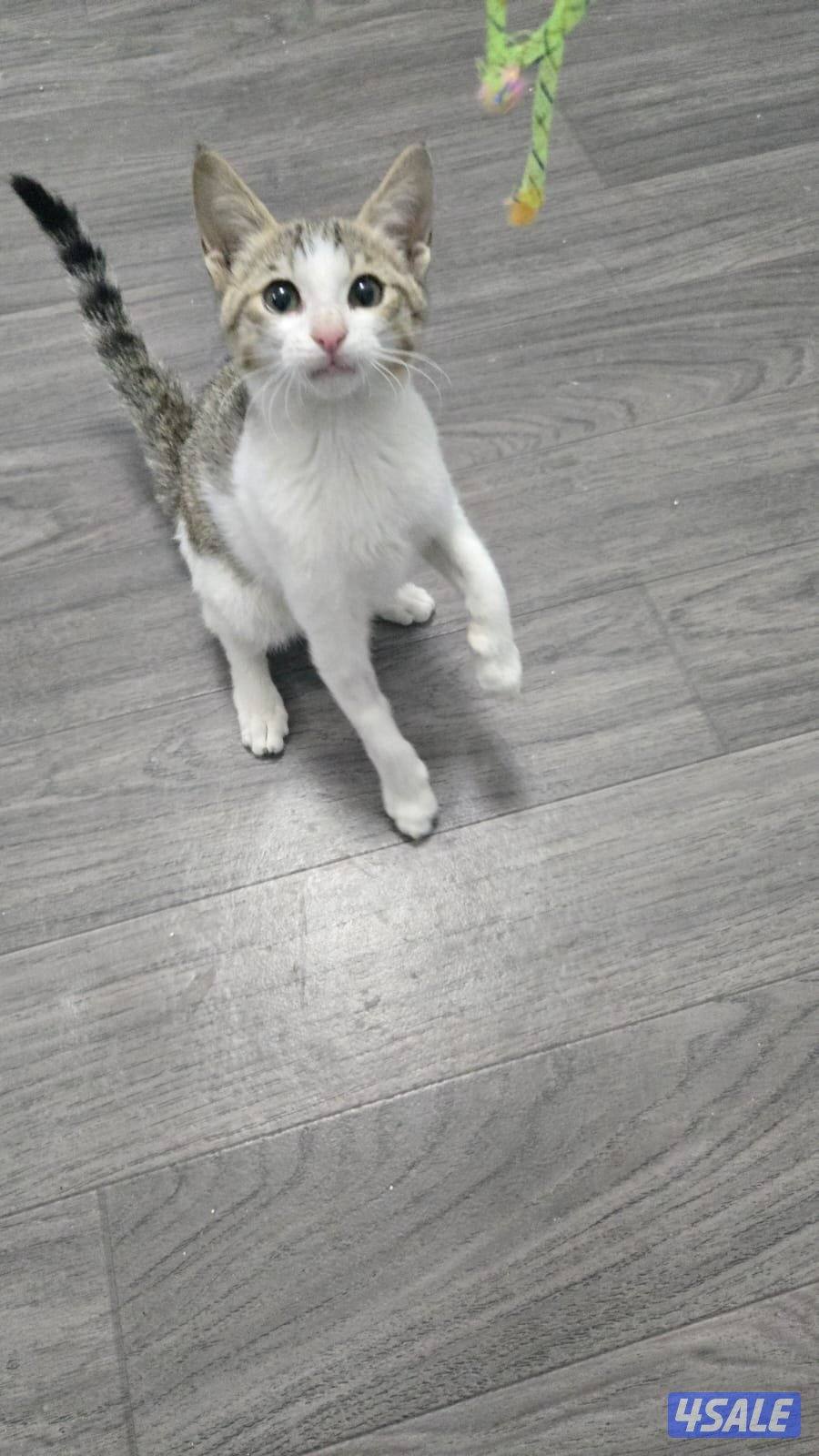 قط إنقاذ صغير ولعوب مع دفتر تطعيمات بدون مقابل2