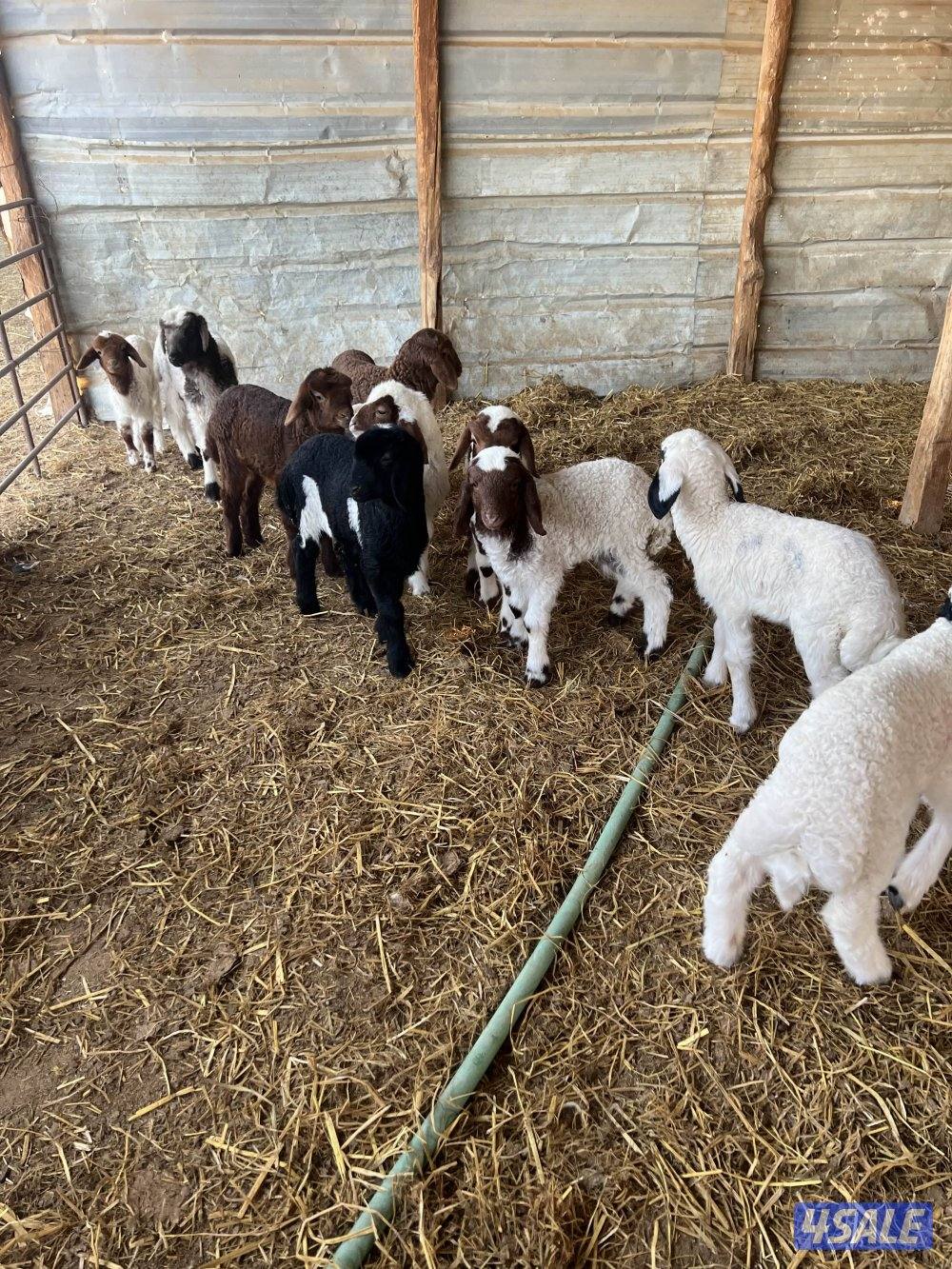 غنم مطافيل1