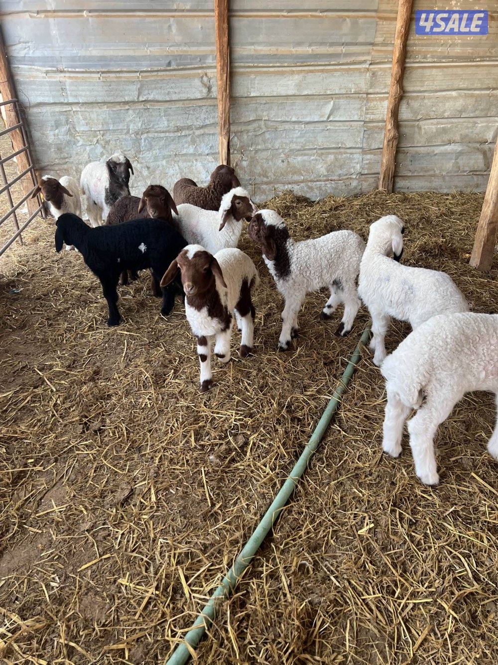 غنم مطافيل2