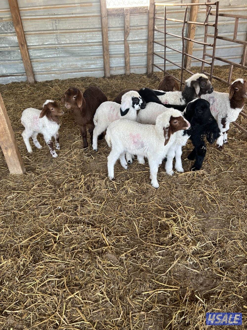 غنم مطافيل3