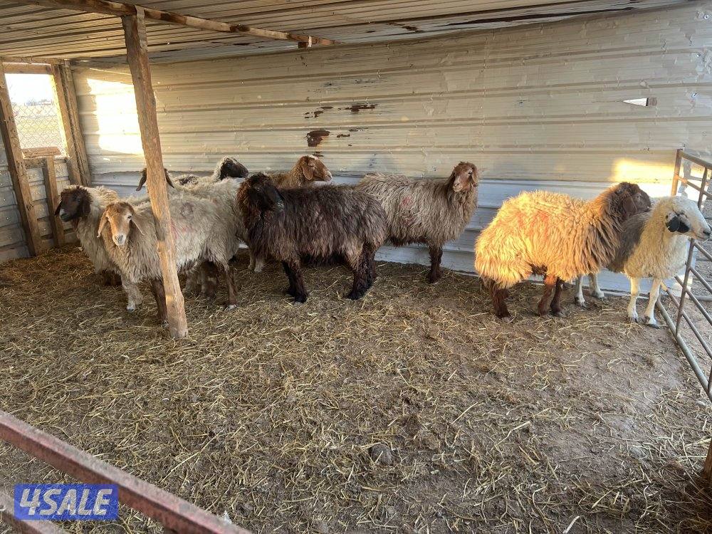 غنم مطافيل4