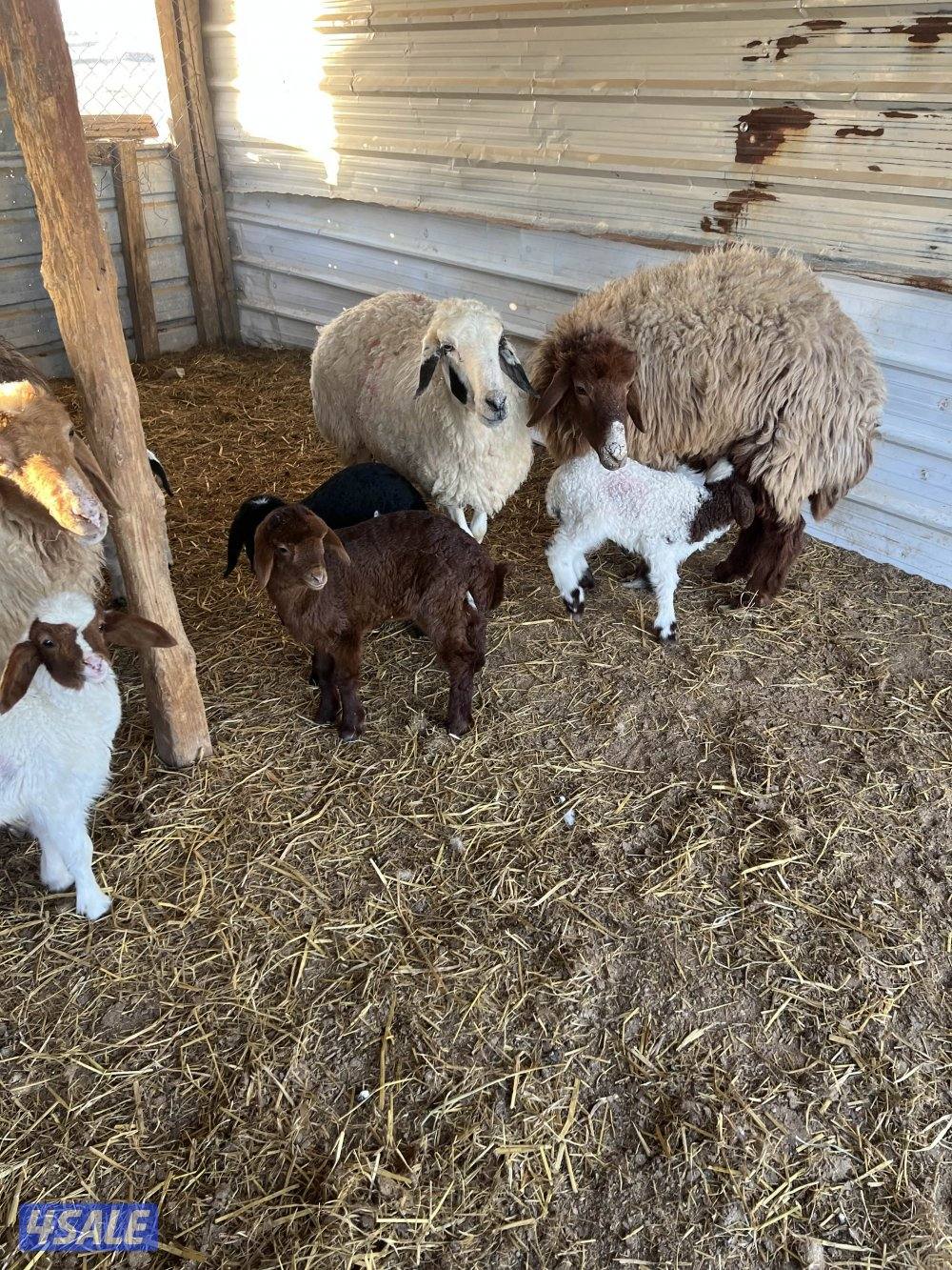 غنم مطافيل5