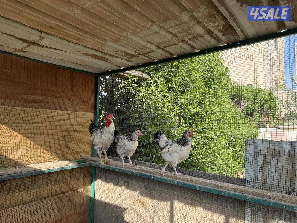 مجاميع ساسكس كولمبي وانجليزي بياضين3