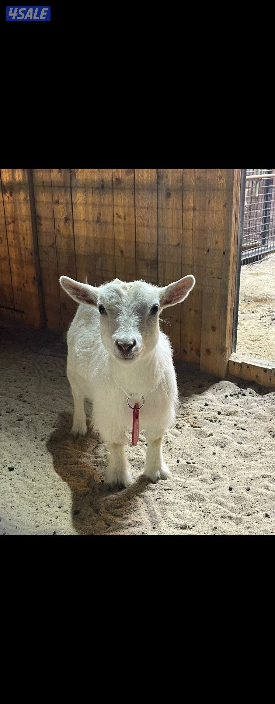 ماعز قزم للبيع اللون ابيض البيع جمله0