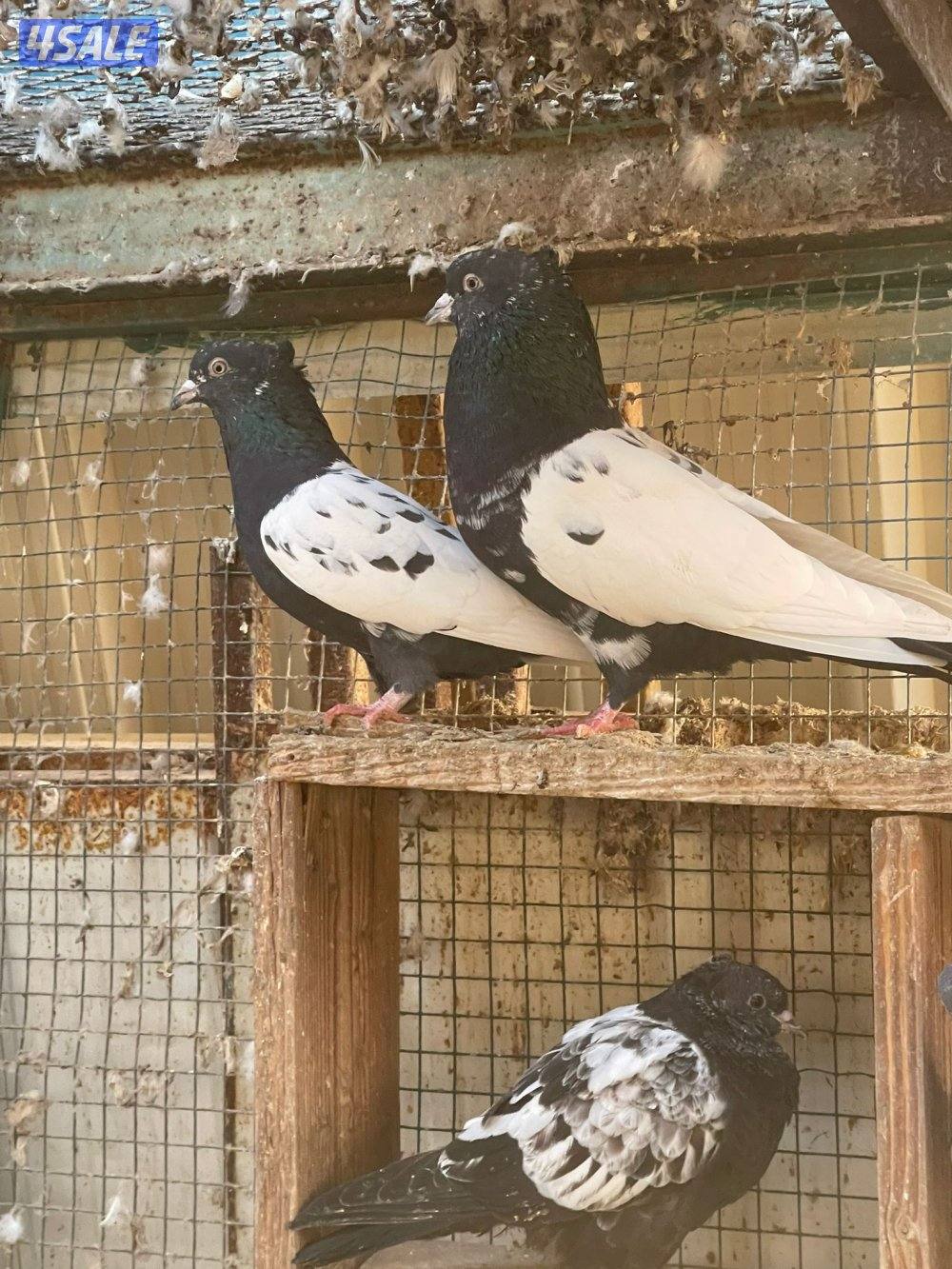 حمام زاجل و حمام ايراني0