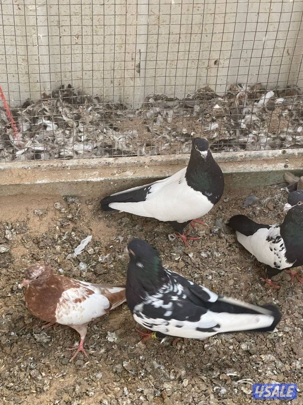 حمام زاجل و حمام ايراني2