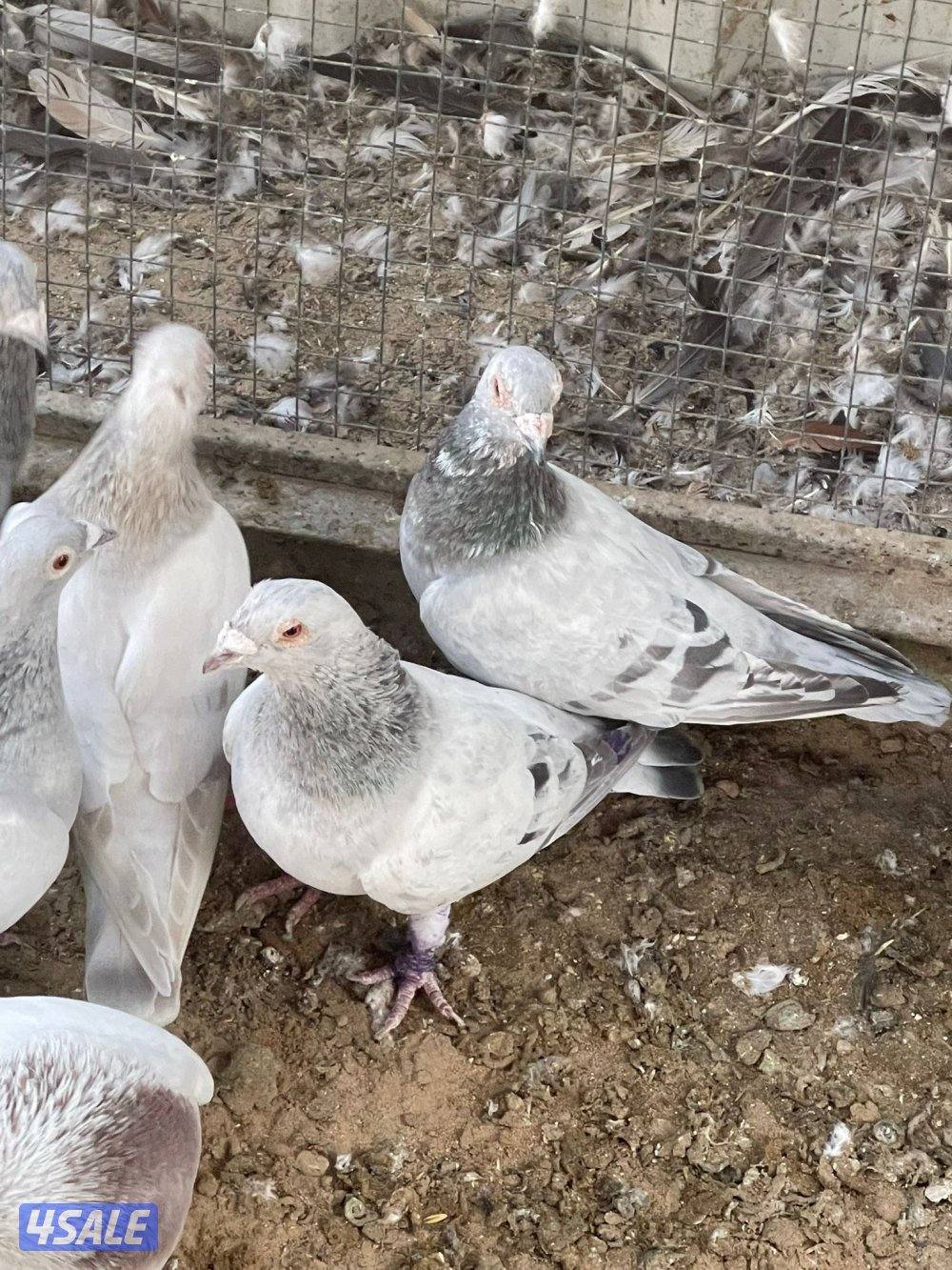 حمام زاجل و حمام ايراني3