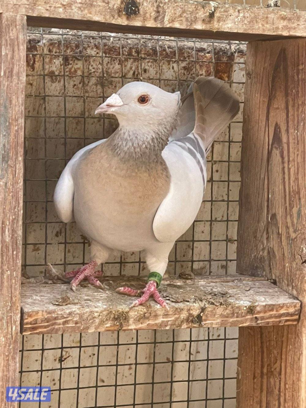 حمام زاجل و حمام ايراني4