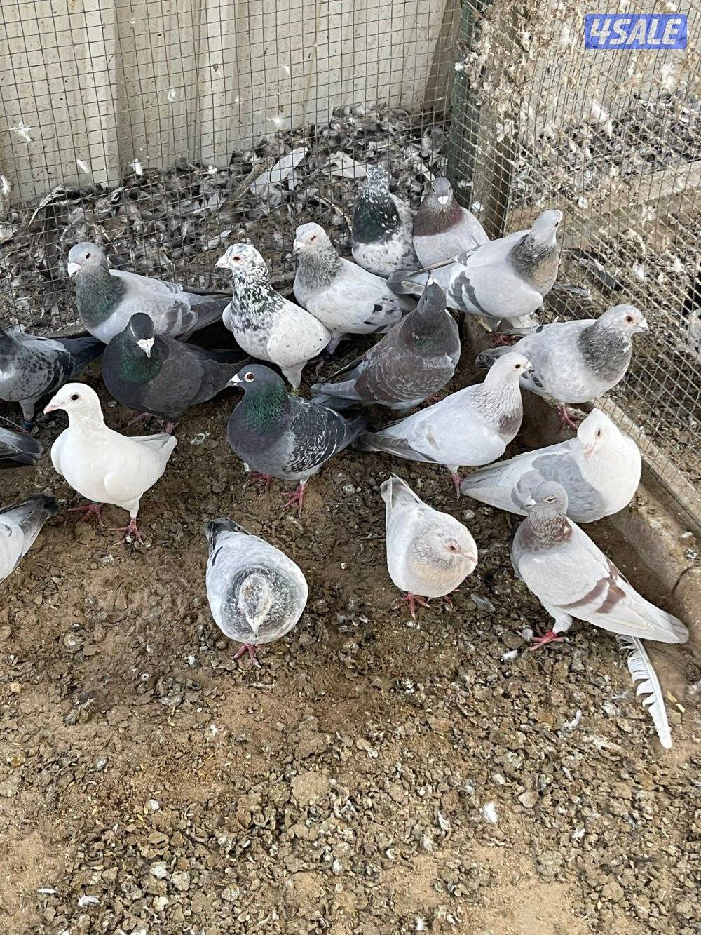 حمام زاجل و حمام ايراني6